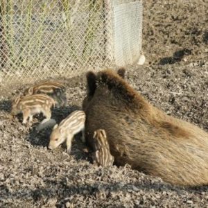 Krimi-Trail Kids Langenthal: Sabotage im Tierpark